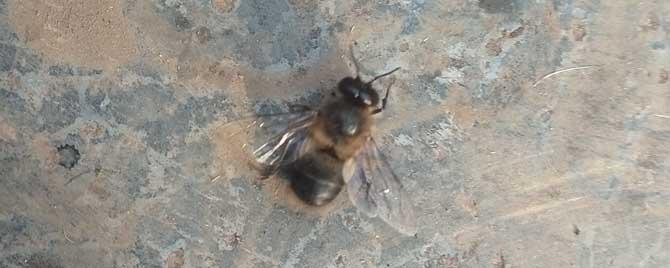 雄蜂在蜂群中有什么作用 雄蜂在蜂群中起什么作用