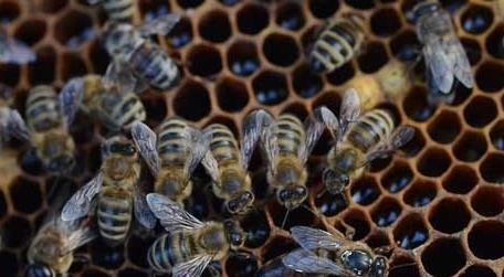 蜜蜂与蜜蜂打架会出现哪些问题 蜜蜂打架的原因及解决方法