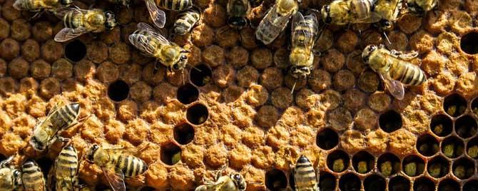 蜜蜂有很多雄蜂是不是要分蜂了 蜂群有雄蜂是不是要分蜂
