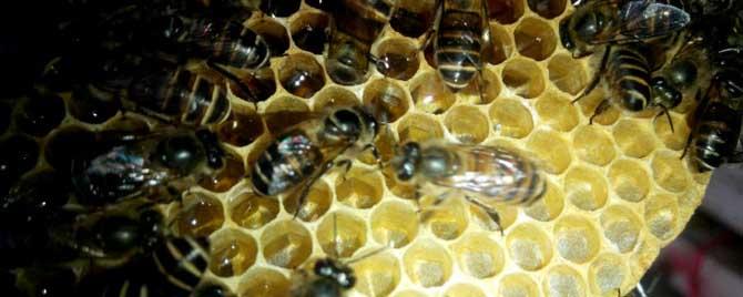 工蜂产卵的最佳处理方法 怎样能让工蜂停止产卵