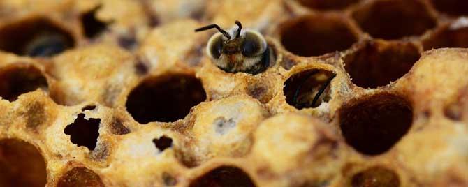 蜜蜂雄蜂多少天出房 雄蜂出房后多久会分蜂