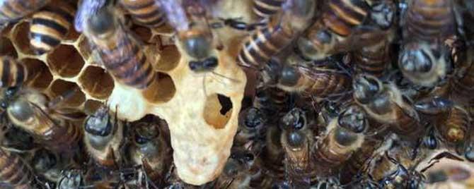 如何让蜜蜂造王台 怎么让蜜蜂起急造王台