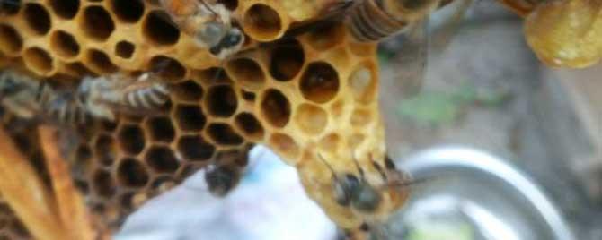 蜜蜂蜂王台要多久才出 蜜蜂王台几天出新蜂王