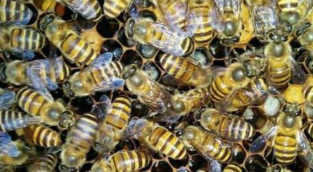 蜂群逃跑是什么原因导致的 蜂群飞逃的原因