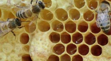 蜜蜂怎样造王台 怎样让蜜蜂自己起王台