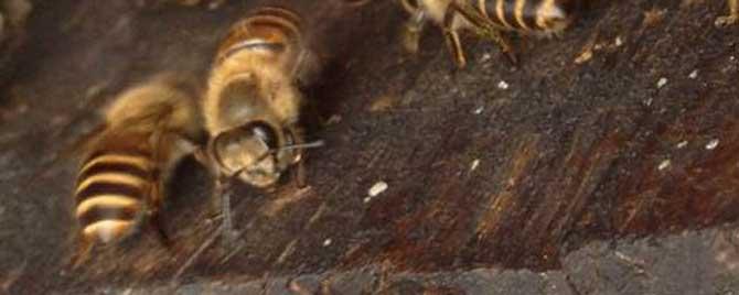 蜜蜂自然分蜂有什么先兆 蜜蜂为什么要自然分蜂
