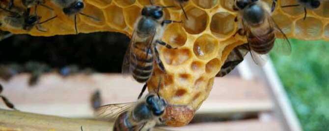 蜜蜂自然分蜂在什么季节 蜜蜂自然分蜂一般在什么时候