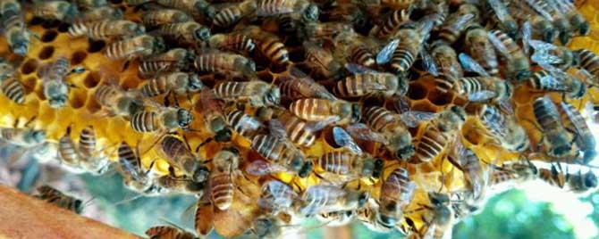 蜜蜂什么时候分蜂最多（蜜蜂在几月份分蜂最多）