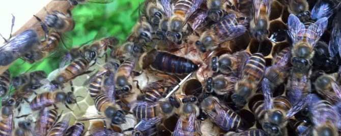 蜜蜂一年自然分蜂几次 自然分蜂一年有几次