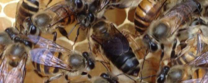 蜜蜂自然分蜂有什么先兆 自然分蜂有什么征兆