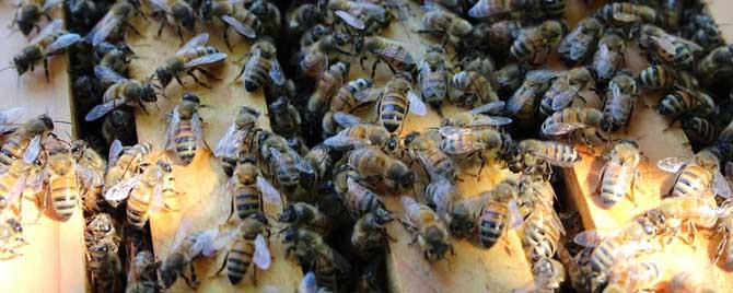 一群蜂一年能分几群蜂 一群蜂有多少只