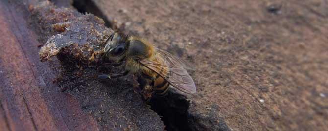 一天内会两次自然分蜂吗 自然分蜂一年有几次