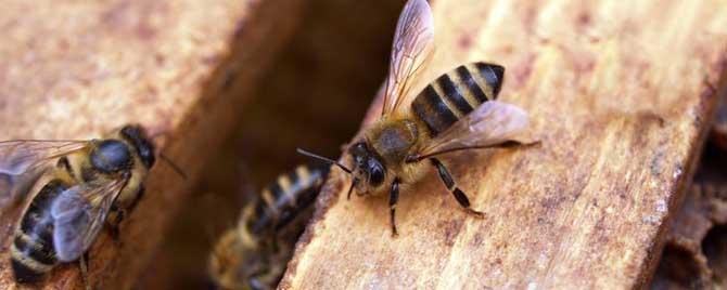 一群蜂怎么分成多群蜂 一群蜂可以分多少群蜂