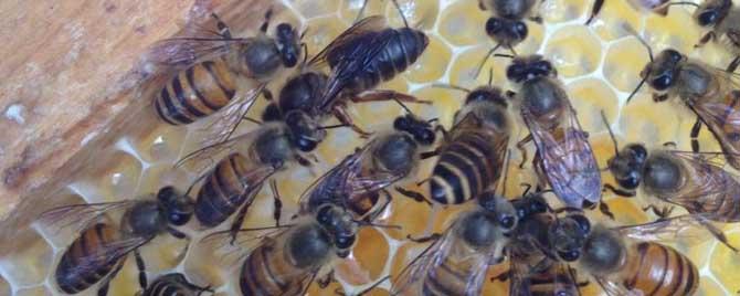 蜜蜂在什么情况下可以分蜂 怎样知道蜜蜂要自然分蜂