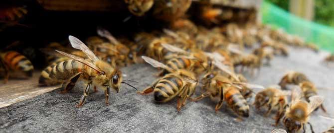 自然分蜂后该怎么处理 自然分蜂后如何处理