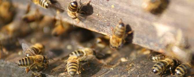 蜜蜂分蜂结团后多久飞走 蜜蜂分蜂还会回来吗