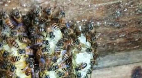蜜蜂蛋群怎么合群 蜜蜂蛋群是什么意思