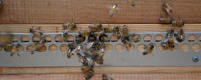家养蜜蜂为什么要跑 蜜蜂怎么养它才不跑