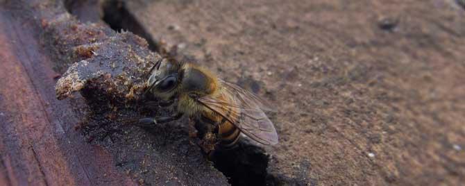为什么蜜蜂老是分蜂 蜜蜂为什么不分蜂