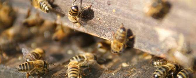 自然分蜂好还是人工分蜂好 什么是自然分蜂