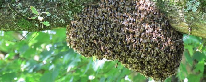 蜜蜂分蜂一般会往哪飞 蜜蜂分蜂往什么方向飞