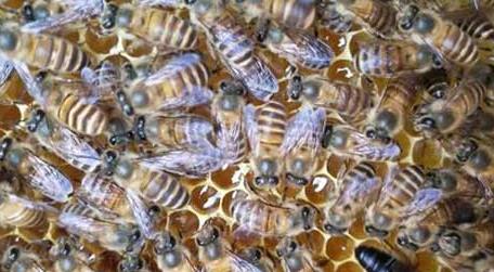 蜂太少如何快速繁殖起来 如何快速繁殖中蜂