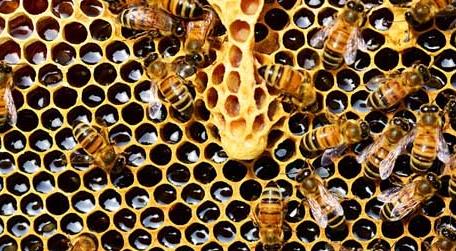 怎么防止蜜蜂自然分蜂 不让蜜蜂分蜂怎么解决