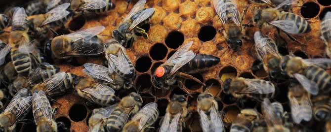 原地分蜂回蜂怎么办 怎么原地分蜂不回蜂
