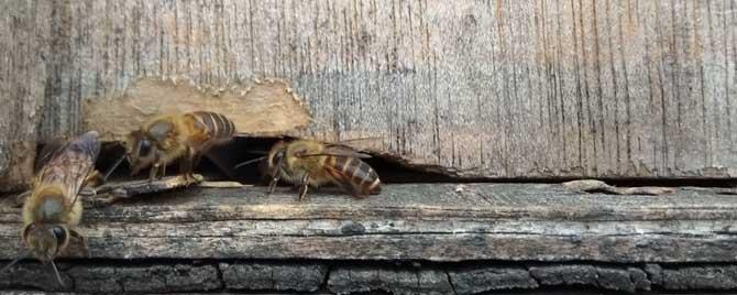 中蜂分几个品种 中蜂有哪几个品种