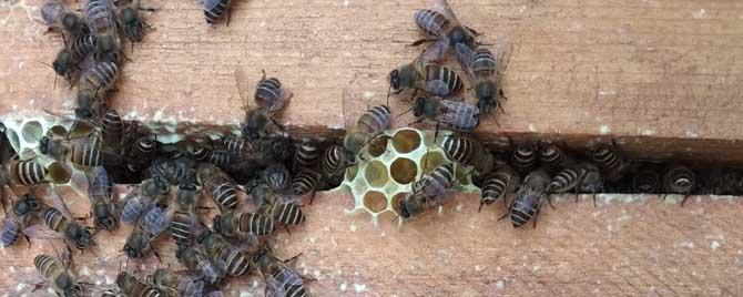 中蜂一年产多少蜂蜜（中蜂年产蜜量）
