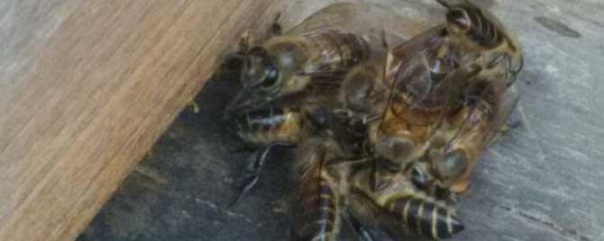 中蜂一年分几次蜂 中蜂春季分蜂有几次