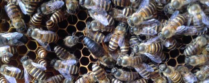 中蜂一年一群可繁几群 中蜂一年可繁殖几群