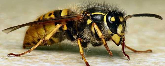 马蜂的天敌是什么动物 马蜂是保护动物吗