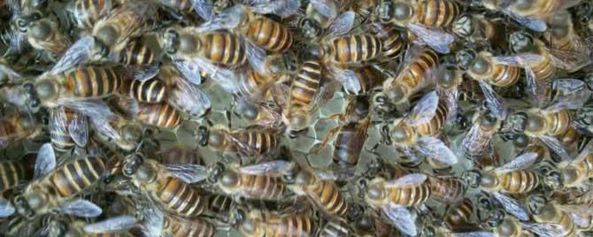 养中蜂最忌些什么东西 新手养中蜂要掌握哪些技术?