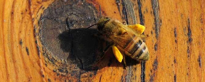养蜜蜂的风险有哪些 养蜜蜂安全吗
