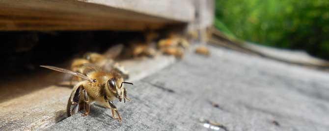 养蜂场地怎么选择才好 养蜂场地选择应满足的条件