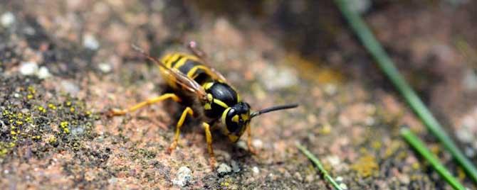 养蜜蜂怎样防止马蜂 养蜜蜂怎么防止马蜂