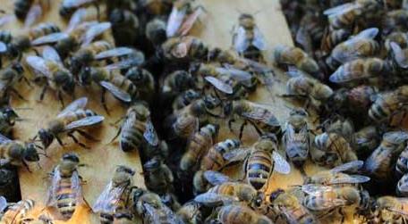 蜜蜂分家前的征兆 蜜蜂分家前有什么征兆