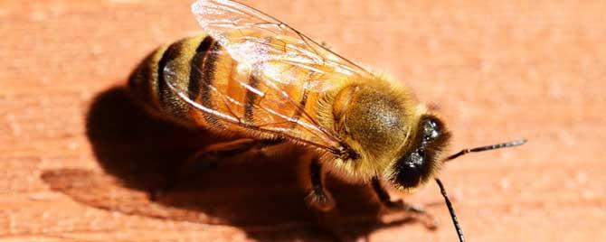 蜜蜂春季怎么管理 春季蜜蜂怎样管理