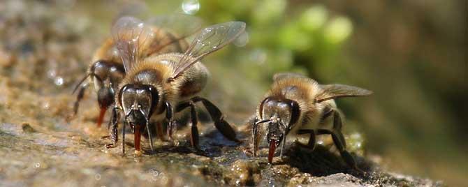 蜜蜂几月份春繁 蜜蜂春繁在几月几日