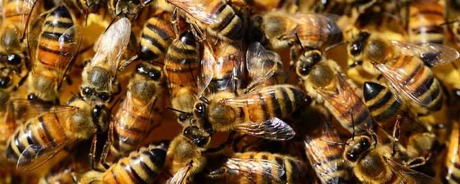 蜜蜂秋季治螨 蜜蜂春季什么时候治螨