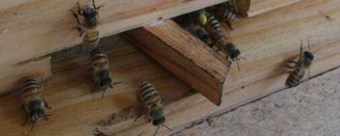 新收的蜜蜂要关几天 新收的蜜蜂要喂养几天