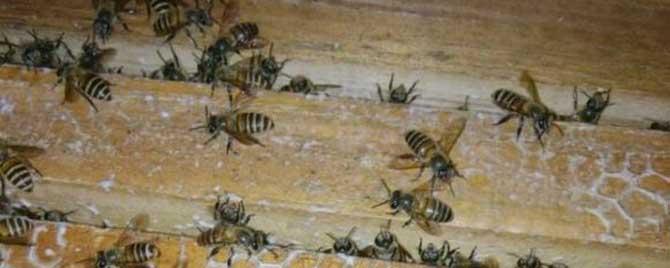 夏季如何管理蜜蜂 蜜蜂夏季怎么管理