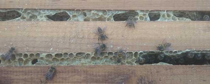 养50箱蜜蜂能挣多少钱 养50箱蜜蜂一年能挣多少钱