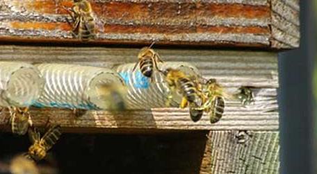 合并蜂群的原理及方法 蜂群合并会不会回蜂