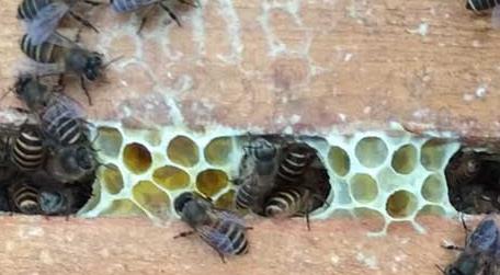 蜜蜂合群回蜂怎么处理 合并蜂群怎样防回蜂
