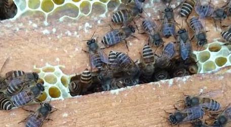 合并蜂群怎样防回蜂 蜂群合并方法及注意事项