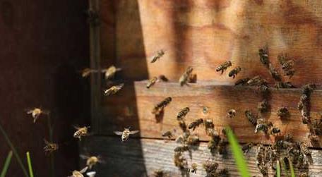 蜜蜂分家怎样找蜂王 如何找蜜蜂王