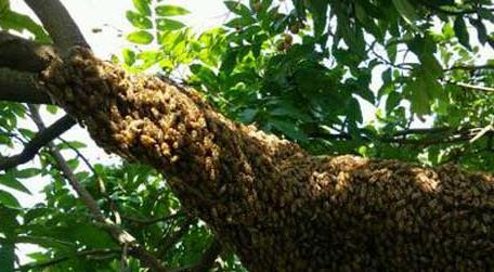 野外收蜂绝招及注意事项 野外收蜂技巧