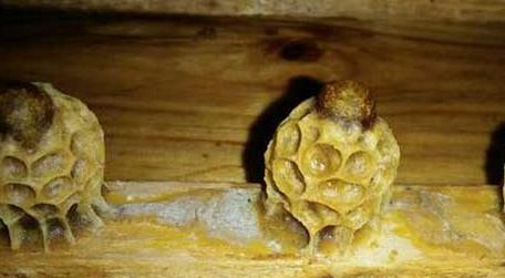 养蜂育王技术及注意事项 新手养蜂育蜂王技术